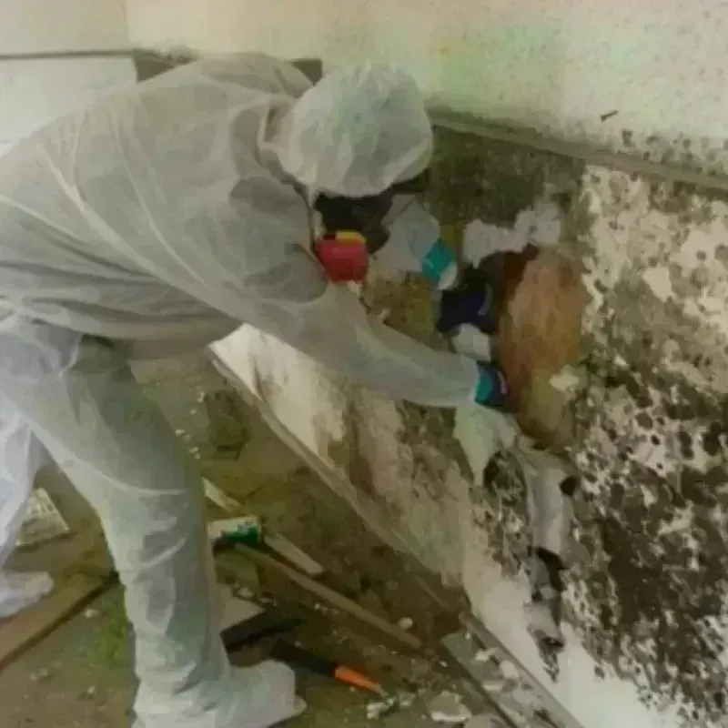 Mold Remediation and Removal in Jordan, MT